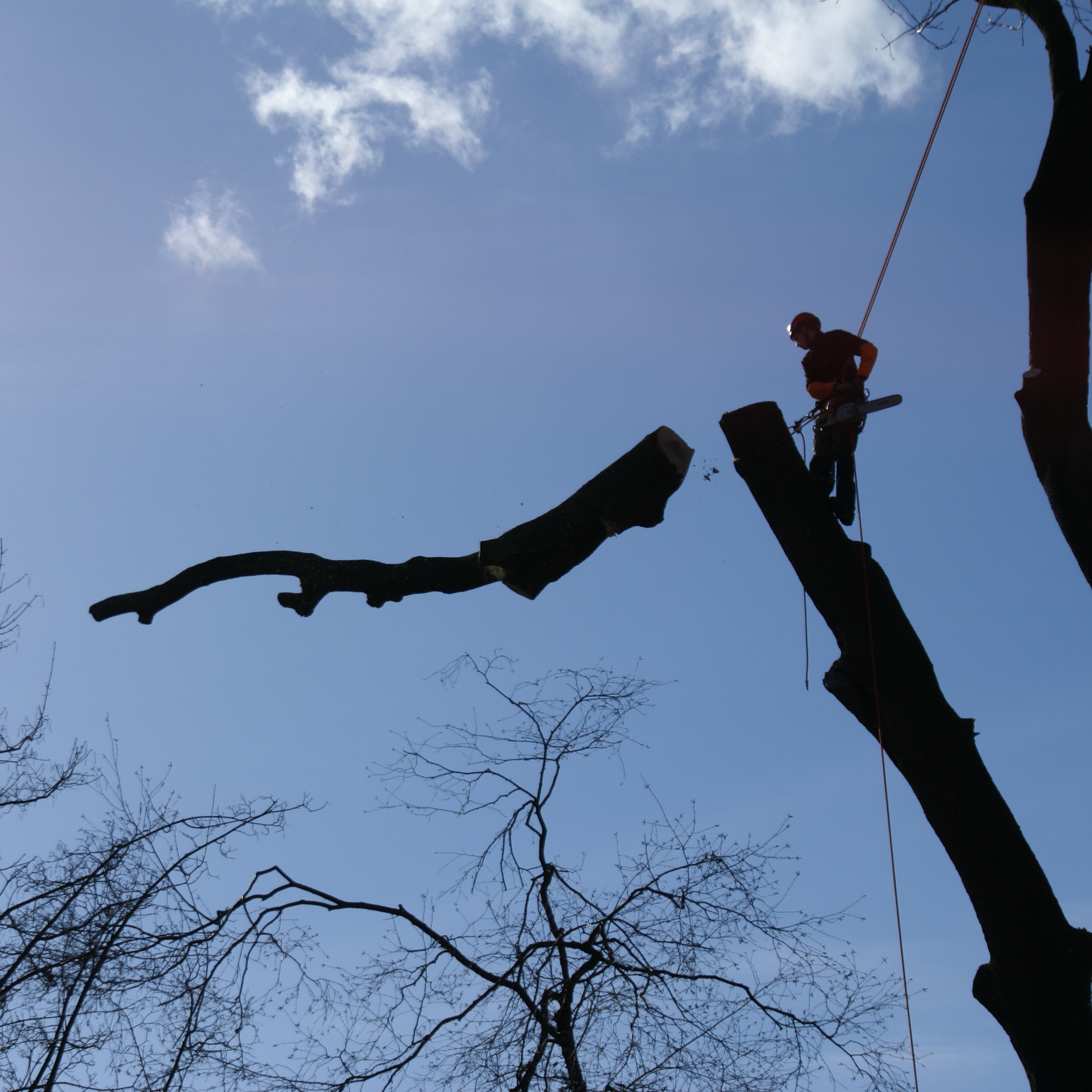 Abattage par démontage d'un arbre à La Calamine - Neu-Moresnet
