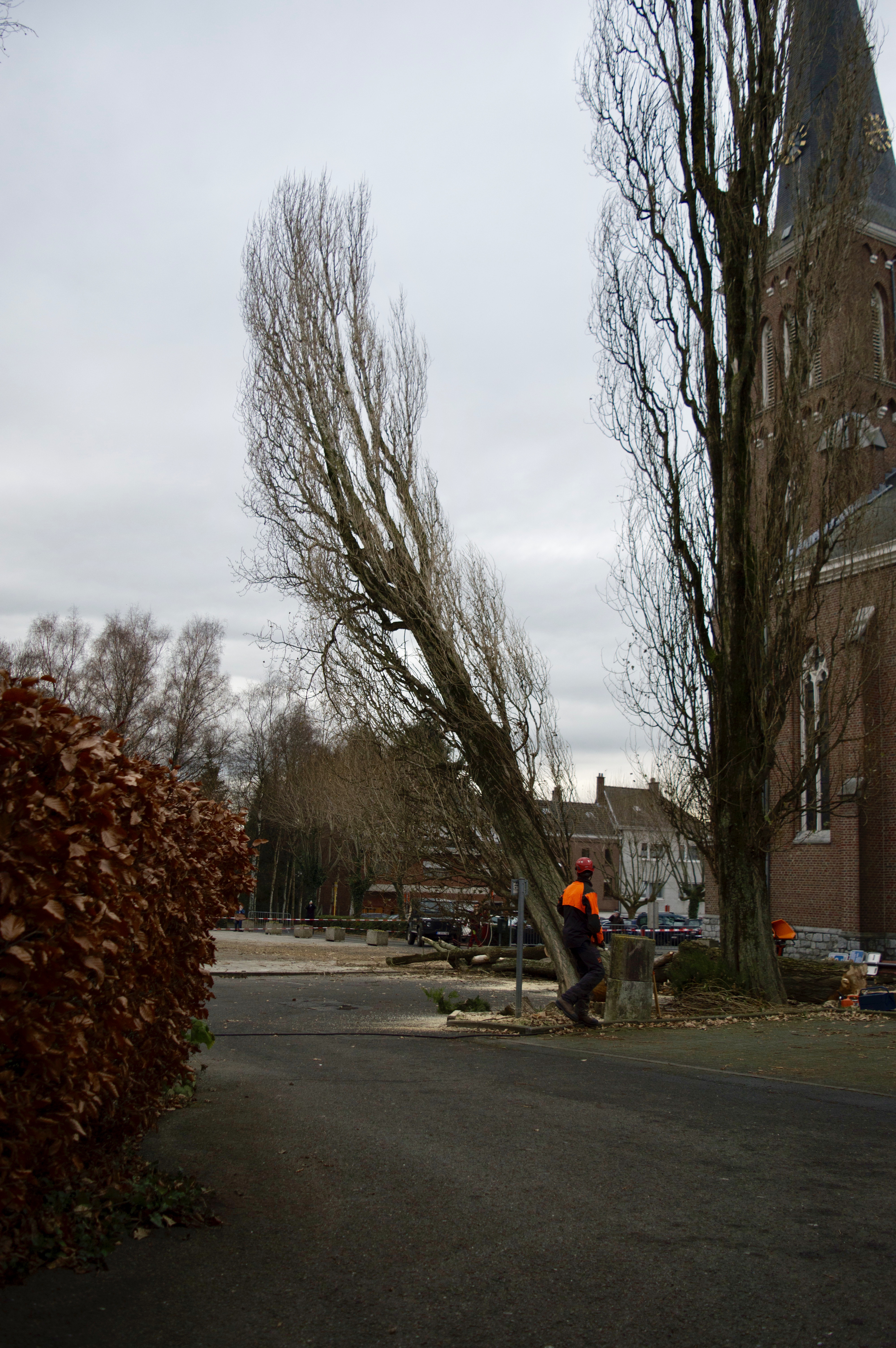 Abattage d'un arbre dangereux à La Calamine, Est de la Belgique